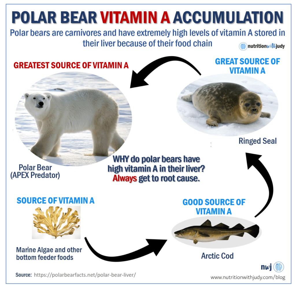 Polar Bear Vitamin A Accumulation