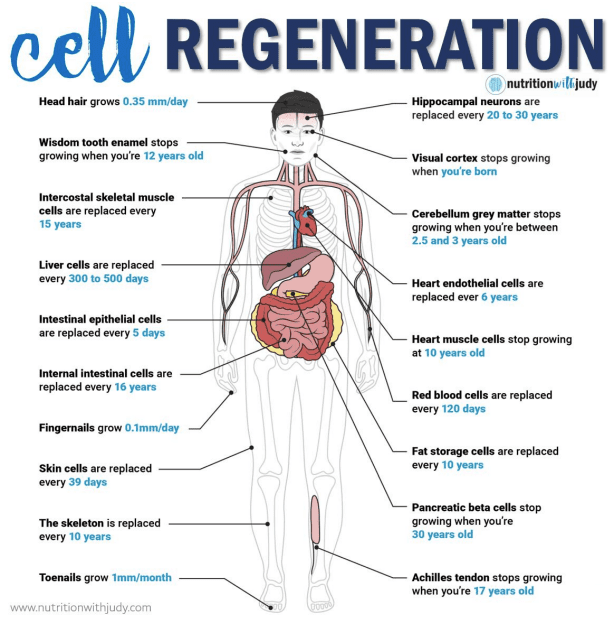 carnivore diet fasting cell regeneration