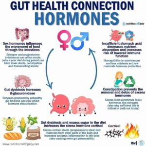 gut health testosterone